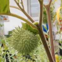 Image result for Datura inoxia