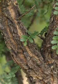 Image result for Ormocarpum