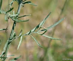 Image result for Stenostelma capense