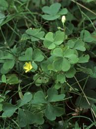 Image result for Oxalis anthelmintica