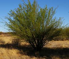 Image result for Pseudoprosopis