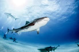 4 days with striped marlins in magdalena bay baja mexico followed by scuba diving The Best Places To Dive With Tiger Sharks