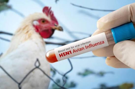 Flu Burung: Kembali Mengganas, Waspadalah! | Rumah Sakit Pusat Pertamina