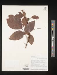 Image result for Agelaea pentagyna