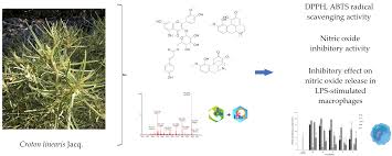 Image result for Croton steenkampianus