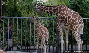 We did not find results for: Malaysiakini Polis Pantau Pengunjung Di Zoo Negara