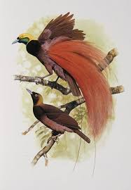 Raggiana Bird Of Paradise Papua New Guinea Raggiana Bird Of Paradise Australian Museum Vintage Bird Illustration Birds Of Paradise Bird Drawings