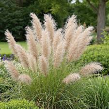 Image result for Miscanthus sinensis