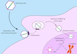 Image result for Blue 1999 AAV