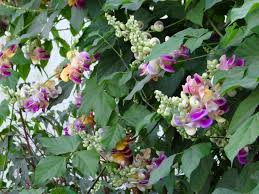 Image result for Cochliasanthus caracalla