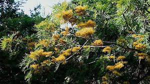 Image result for Grevillea robusta