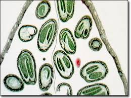 Image result for Capsella