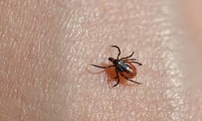 When an infestation takes hold in your home, you need pest control that quickly and effectively reclaims your property. Top 10 Best Pest Exterminators In Hanover Park Il Angie S List