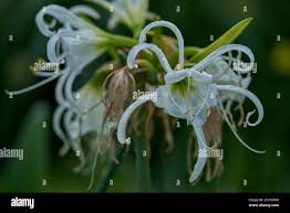 Image result for Ismene narcissiflora