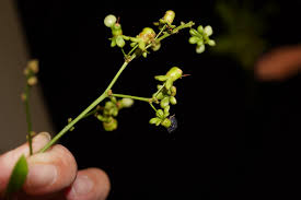 Image result for Gomphia