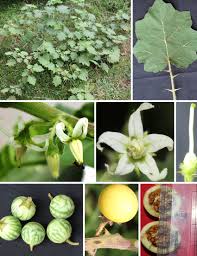 Image result for Solanum viarum