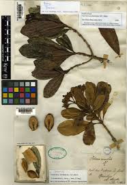 Image result for Gaertnera