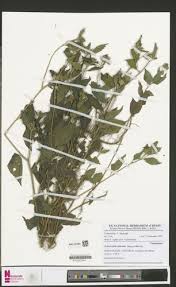 Image result for Sclerocarpus africanus