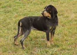 Image result for malý modrý gaskoňský honič