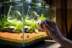 The good news is that they are easy to treat once you narrow down the cause. Blue Green Algae Identification And Prevention Zooplus Magazine