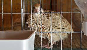 Old world quail are placed in the family phasianidae. Setting Up Quail Housing Hobby Farms