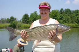 Grand Slam Grass Carp