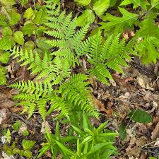 Image result for Pteridium aquilinum