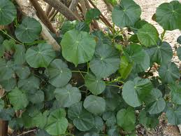 Image result for Hibiscus tiliaceus