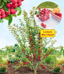 Apfelbaum Appletini 1a Qualitat Kaufen Baldur Garten Apfelbaum Winterharte Pflanzen Rosengewachse