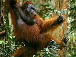 Pin By Becky Todd On Endangered Species Rainforest Animals Orangutan Animals