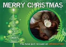 Maybe you would like to learn more about one of these? Christmas Gift Card 30 Orangutans Fed For A Month The Orangutan Project
