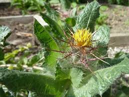 Image result for Cnicus