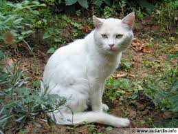 Trucs Pour Eloigner Les Chats Et Les Chiens Eloigner Les Chats Repulsif Chat Maison Repulsif Chat Jardin