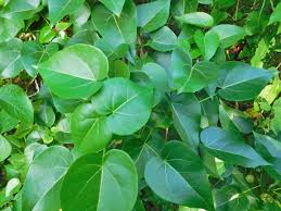 Image result for Thespesia