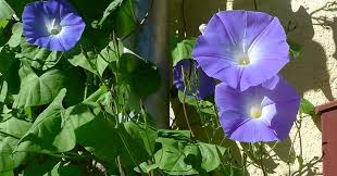 Image result for Ipomoea tricolor