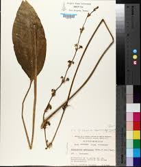 Image result for Limnophyton angolense