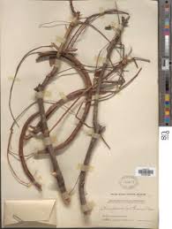 Image result for Stereospermum kunthianum