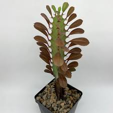Image result for Euphorbia rubriflora