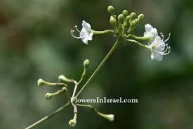 Image result for Boerhavia repens