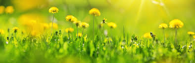 Perennial weeds persist over the winter as tap roots, root tubers or underground stems known as rhizomes. A Full List Of Annual Garden Weeds Love The Garden