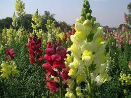 Antirrhinum Majus Dog Flower