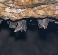 दुर्गा धंधी की  मस्त पोंद virus disease