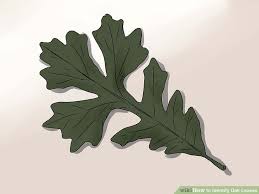 3 Ways To Identify Oak Leaves Wikihow