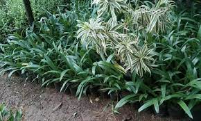 Tanaman hias lili air mancur, hymenocalis littoralis lili air mancur atau yang dikenal juga dengan lili laba laba karena memang mirip bentuknya dengan sarang laba laba, merupakan kelompok tanaman hias yang rajin berbunga. Jual Tanaman Bunga Bakung Air Mancur Bakung Air Mancur Tukang Kota Depok Hobbytamanlandscape Ii Tokopedia