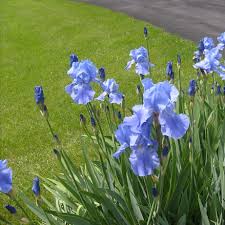 The iris can have freckles (though not caused by the sun), pigmented moles, melanomas, etc. How To Easily Grow Iris From Seed