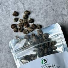 Image result for Alchornea cordifolia