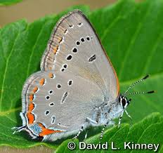 Image result for Satyrium