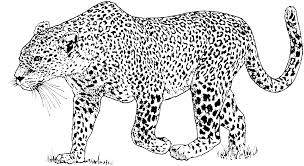 Collection of snow leopard clipart free download best snow. Leopard Coloring Pages Coloring Home