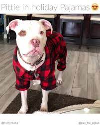 Bullymake Pitbull In Pjs Facebook