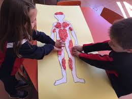 Maybe you would like to learn more about one of these? Safa Escaldes On Twitter Els Petits D Infantil 4 Anys Fan Avencos En El Projecte El Cos Huma Ara Ja Coneixen Els Ossos I Els Organs Principals Que Han Pogut Estudiar A Partir